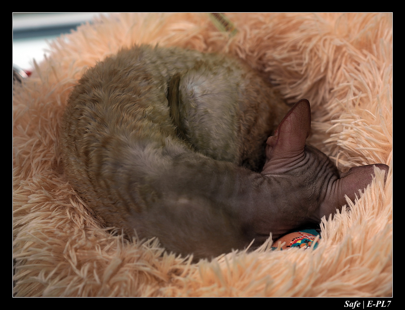 2020 - 02 - Salon agriculture 34